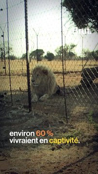 L'Afrique du Sud veut interdire l'élevage de lions pour être chassés