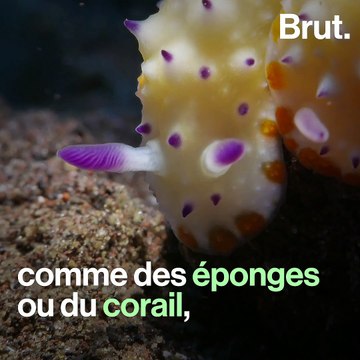 Les Melibe, ces mollusques qui fascinent les plongeurs