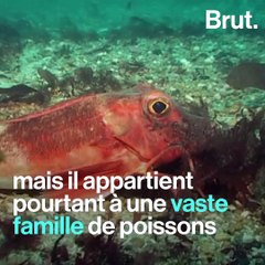 Les grondins, curiosités de l'évolution