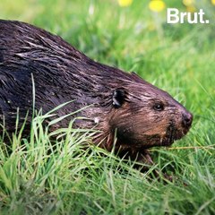 2,3 millions d'animaux ont été tués par le gouvernement américain en 2017