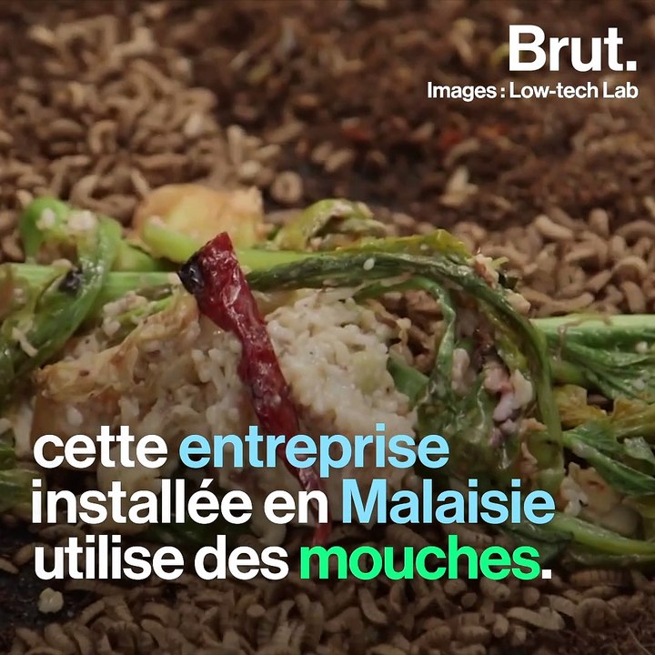 Initiative low-tech : transformer les déchets en compost grâce aux mouches