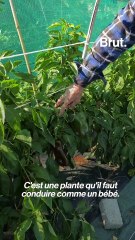 Dominique relance la production du poivron carré de Lagnes