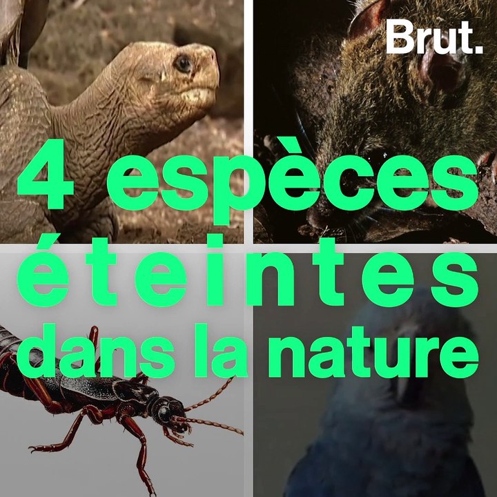 4 espèces éteintes à l'état sauvage