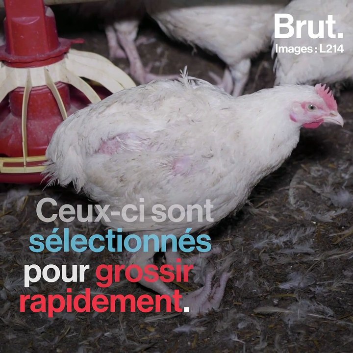 L'association L214 dénonce les conditions d'élevage des poules du groupe Avril