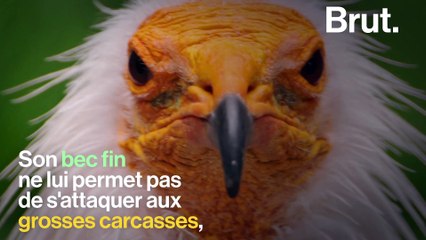 Le percnoptère d'Égypte, plus petit vautour d'Europe