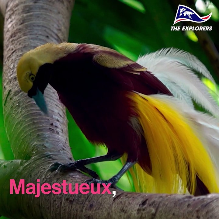 L'oiseau mythique de la jungle de Papouasie occidentale