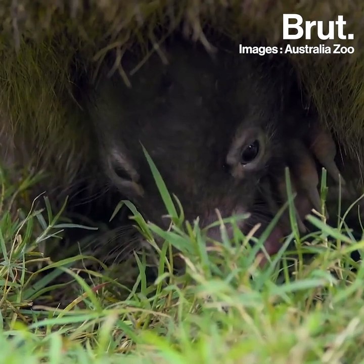 Le wombat, l'un des animaux les plus populaires d'Australie