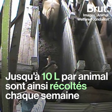 L'insémination artificielle de lapins : une pratique controversée