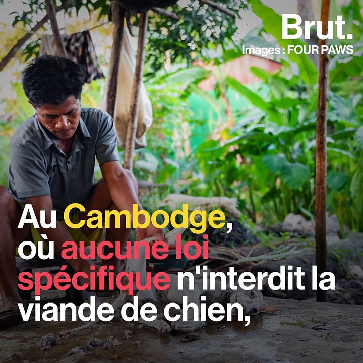 Cambodge : des chiens libérés d'un abattoir par Four Paws