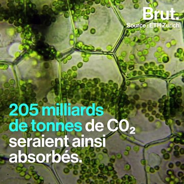 Planter un milliard d’hectares de forêts pour absorber le CO2 produit par l'homme
