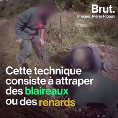 Vénerie sous terre : une vidéo dévoile la réalité d'une pratique jugée cruelle