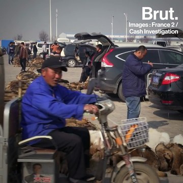 Des lapins torturés pour leur fourrure en Chine
