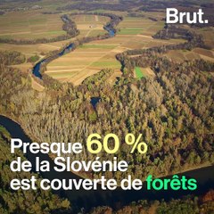 Le nombre d'ours est en constante augmentation en Slovénie