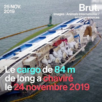 Les exportations d'animaux vivants : un commerce pointé du doigt