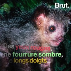 Le aye-aye est au bord de l'extinction