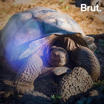 Galápagos : découverte d'une tortue apparentée à une espèce disparue
