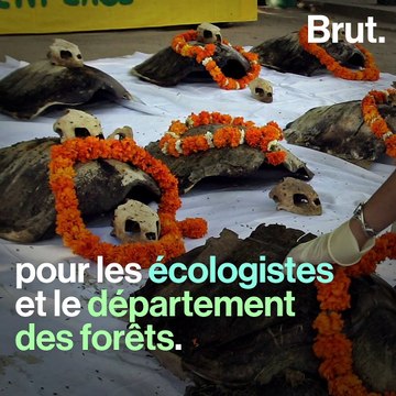 Des milliers de bébés tortues naissent sur les plages désertées d'Inde