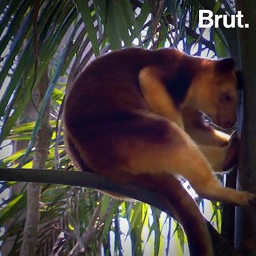 Les dendrolagues menacés d'extinction