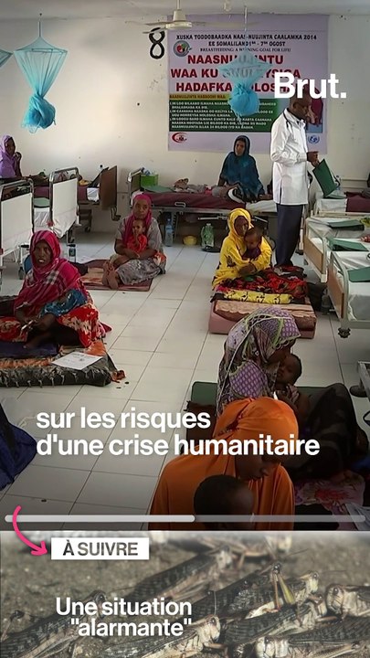 Des milliards de criquets pèlerins déciment une partie de l'Afrique, du Moyen-Orient et de l'Asie