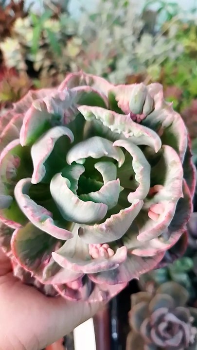 beyonce succulent