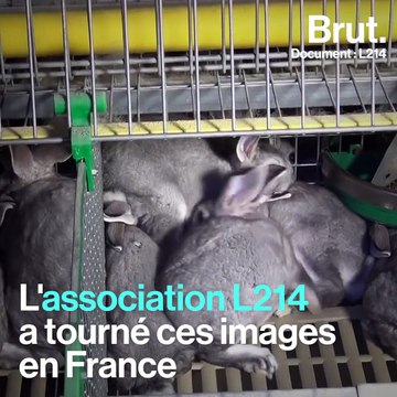 L214 dénonce les conditions d'élevage des lapins Orylag