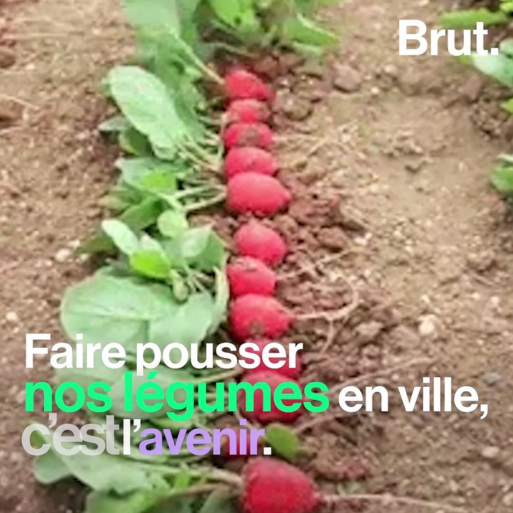 Le boom de l'agriculture urbaine