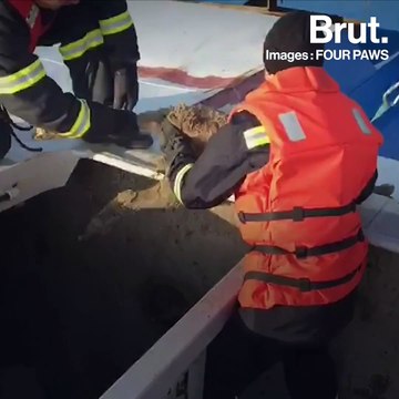 180 moutons sauvés d'un naufrage