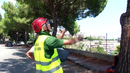 "Alberi abbattuti? Ne abbiamo piantati il triplo"