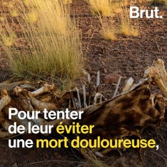 Namibie : un millier d'animaux sauvages mis en vente