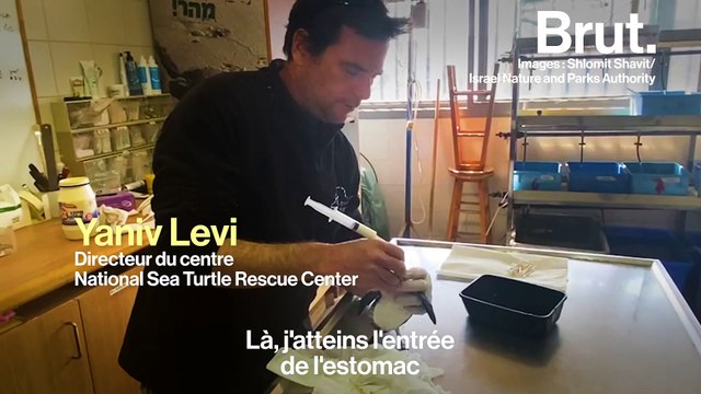 De la mayonnaise pour sauver des tortues d'une marée noire