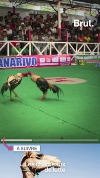 La barbarie des combats d'animaux à travers le monde