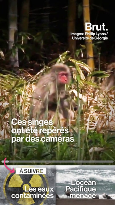 Fukushima : la zone d'exclusion nucléaire, refuge pour les animaux