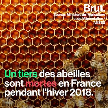 À Valensole, la population d'abeilles serait en augmentation