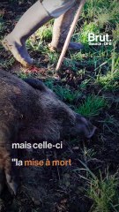 Le naturaliste Pierre Rigaux dénonce les abus de la chasse à l'épieu