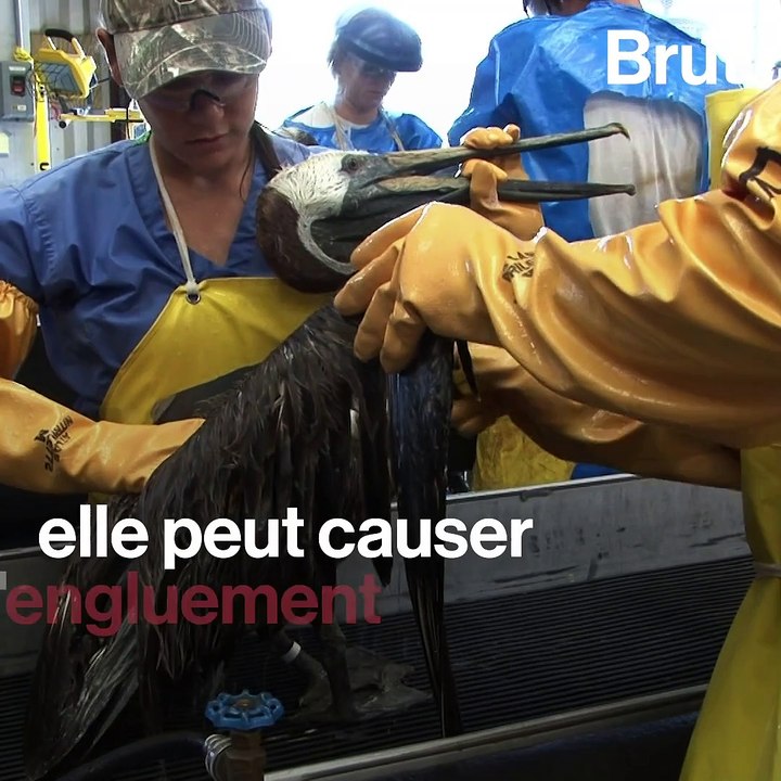 Voici les impacts potentiels d'une marée noire