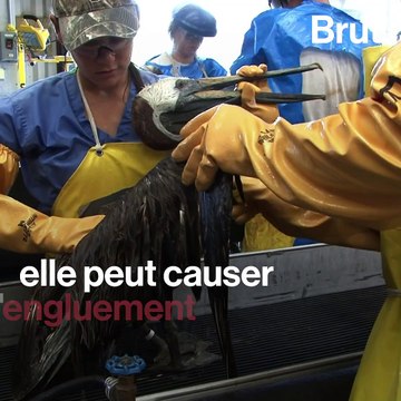 Voici les impacts potentiels d'une marée noire