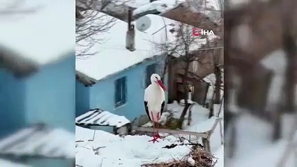 Erzincan’ın göç etmeyen leylekleri kara yakalandı