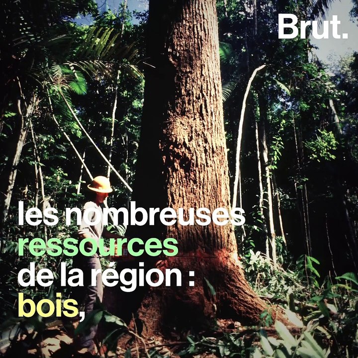 La Mata Atlântica : l'autre forêt menacée du Brésil
