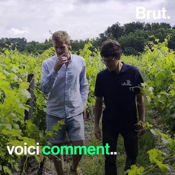 De la vigne au verre : les vins éco-responsables d'Ethic Drinks