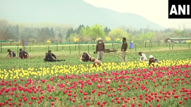 Tulip Garden opens for visitors in Srinagar on Wednesday