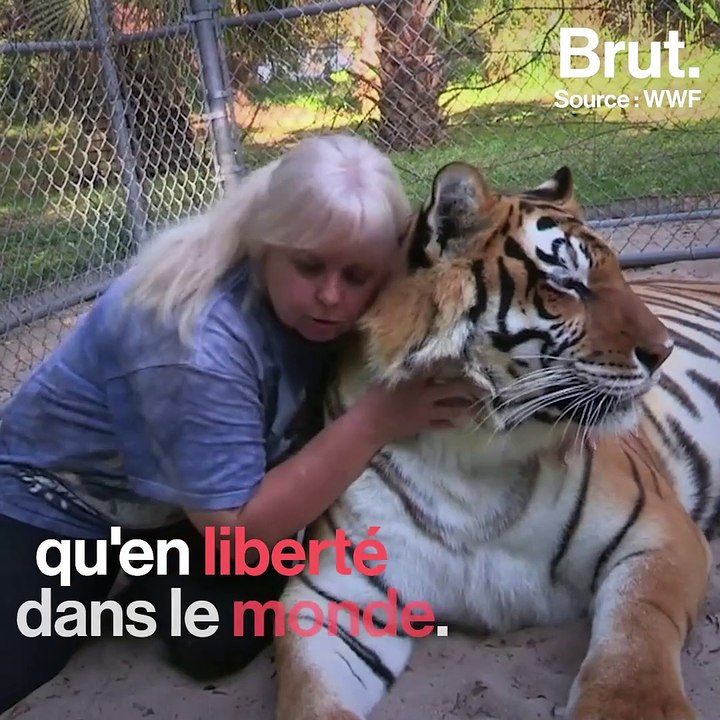 États-Unis : les dessous de la captivité des grands fauves