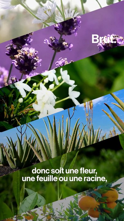 3 conseils pour utiliser des huiles essentielles