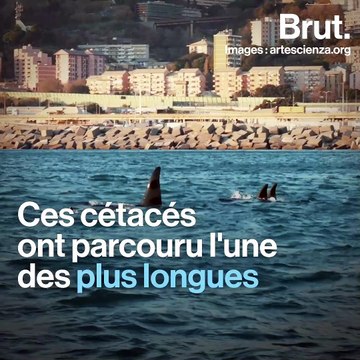 Des orques d'Islande filmées près des côtes italiennes