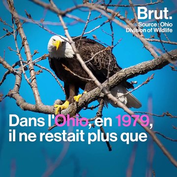5 bonnes nouvelles pour la planète