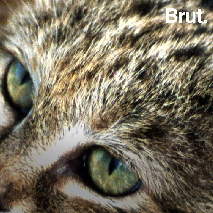 Qui sont les meilleurs chasseurs de la planète ?