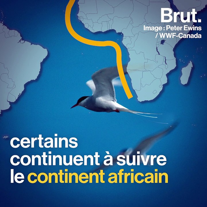 Cet oiseau détient le record de la plus longue migration