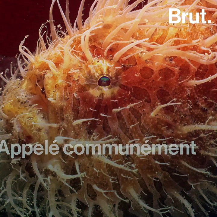 3 poissons étranges