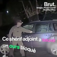 L'ours noir n'hésite pas à s'approcher des hommes pour se nourrir