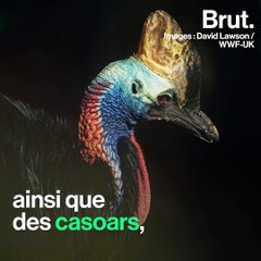 Un trafic de dragons de Komodo démantelé en Indonésie