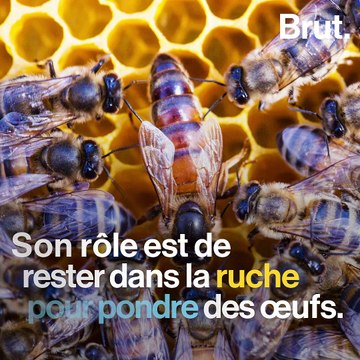 Le rôle des abeilles dans une ruche